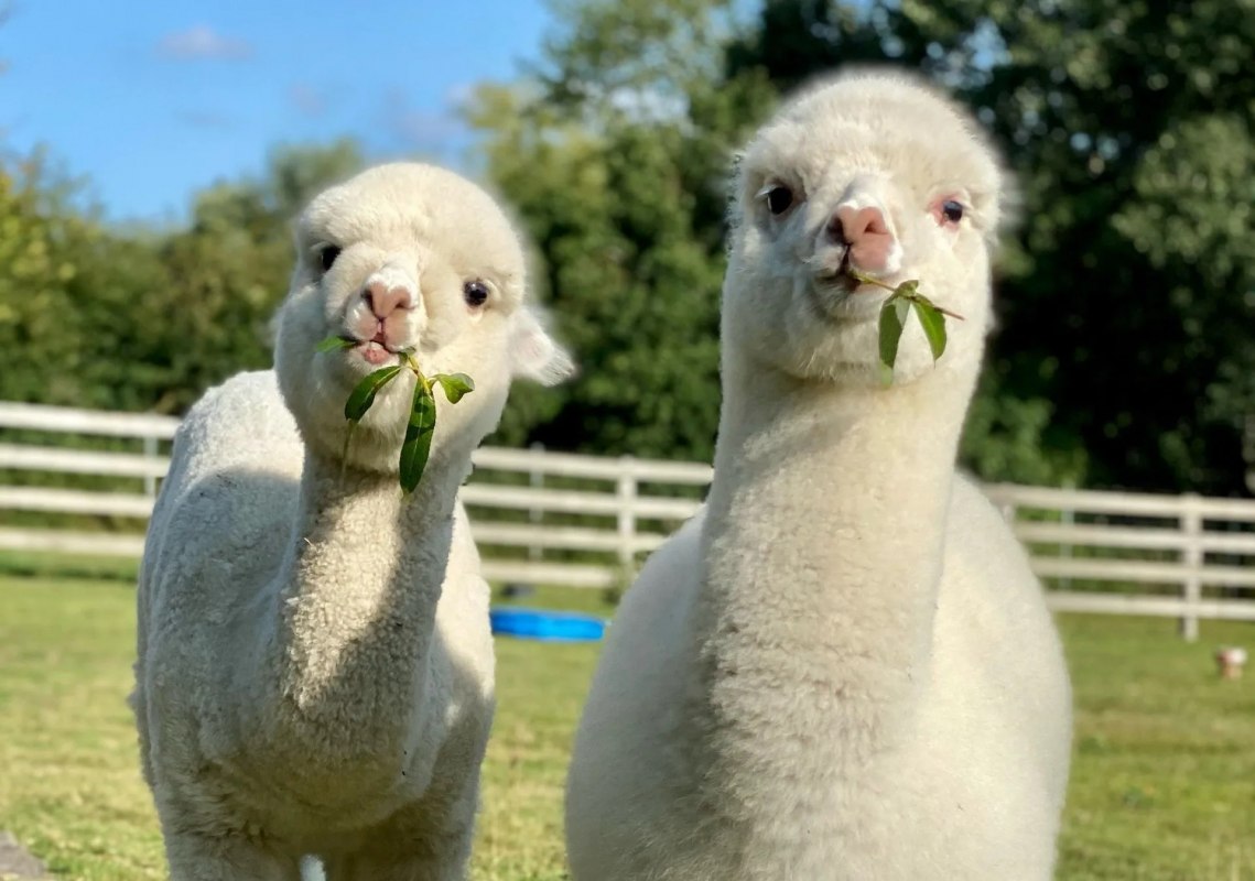 Trebel Valley Alpaca's // © Anne Häusler Trebel Valley Alpaca's // © Anne Häusler