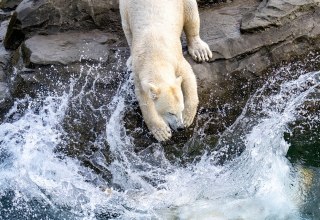 A polar bear at the Rostock Zoo. // © Zoo Rostock/ Drübbisch A polar bear at the Rostock Zoo. // © Zoo Rostock/ Drübbisch