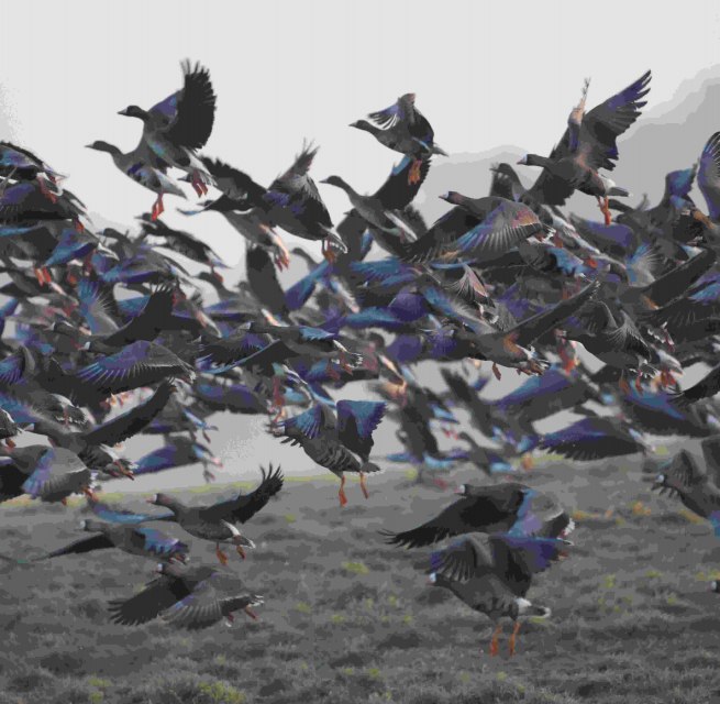 Wild geese, &copy; Gudrun Marin-Ziegler