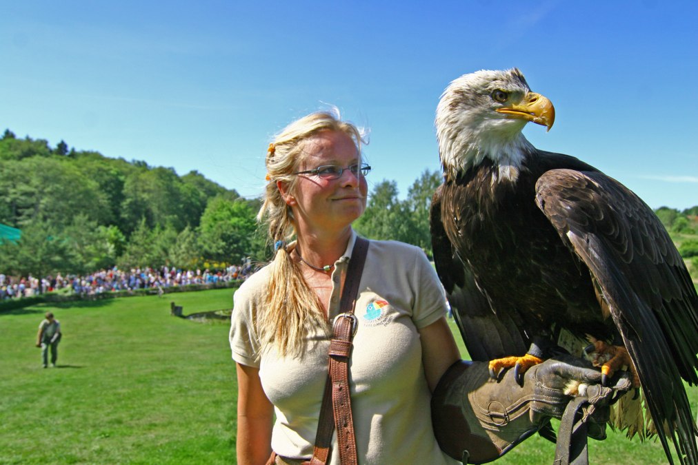 Bielik podczas pokazu lotów, © Vogelpark Marlow/Zöger
