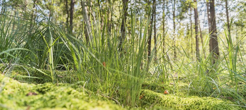 Wędrówka po wrzosowiskach // © André Pristaff / Tourismus- und Kur GmbH Graal-Müritz Wędrówka po wrzosowiskach // © André Pristaff / Tourismus- und Kur GmbH Graal-Müritz