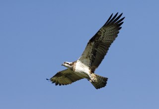 © Nationalpark-Service Müritz
