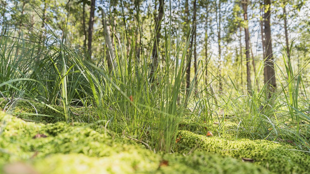 Wędrówka po wrzosowiskach, © André Pristaff / Tourismus- und Kur GmbH Graal-Müritz