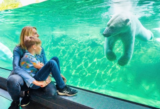 Mother and child sit in front of a large pane of glass and watch a swimming polar bear in a zoo or aquarium.