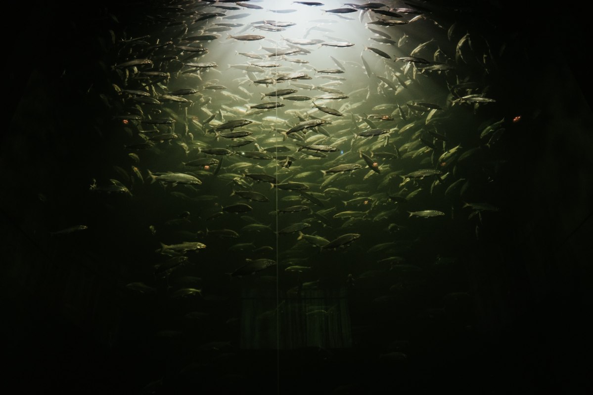 underwater vendace swim through the water, light refracts on the surface and bathes the shoal in a mystical green. At the Müritzeum in Waren (Müritz), you can experience the underwater world of the Mecklenburg Lake District up close - a fascinating glimpse into hidden worlds. // © 1000seen.de underwater vendace swim through the water, light refracts on the surface and bathes the shoal in a mystical green. At the Müritzeum in Waren (Müritz), you can experience the underwater world of the Mecklenburg Lake District up close - a fascinating glimpse into hidden worlds. // © 1000seen.de