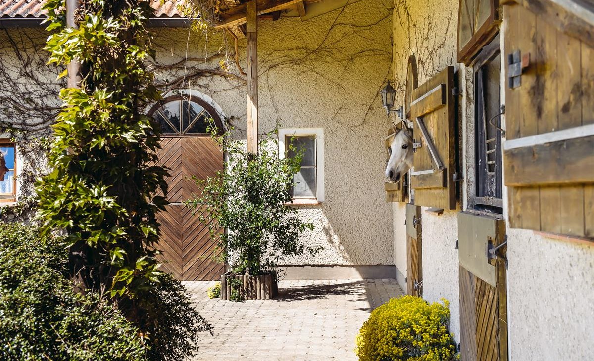 Paard in zijn box, © Bombis Paard in zijn box, © Bombis