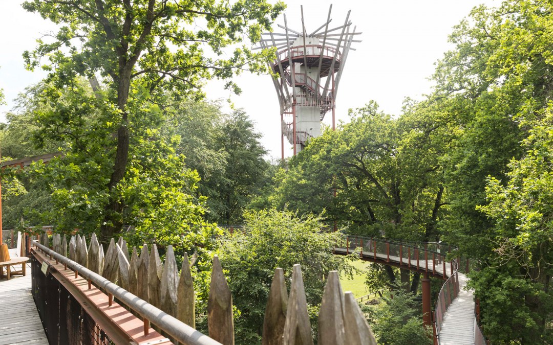 baumkronenpfad-5, © Landesforst MV