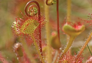 The round-leaved sundew is a carnivorous plant // © Jörg Gast The round-leaved sundew is a carnivorous plant // © Jörg Gast