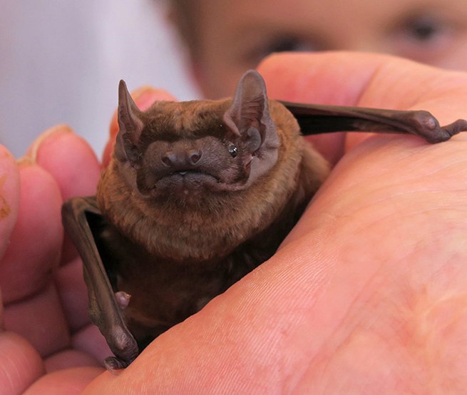 &copy; Nationalparkamt M&uuml;ritz, B. L&uuml;thi Herrmann