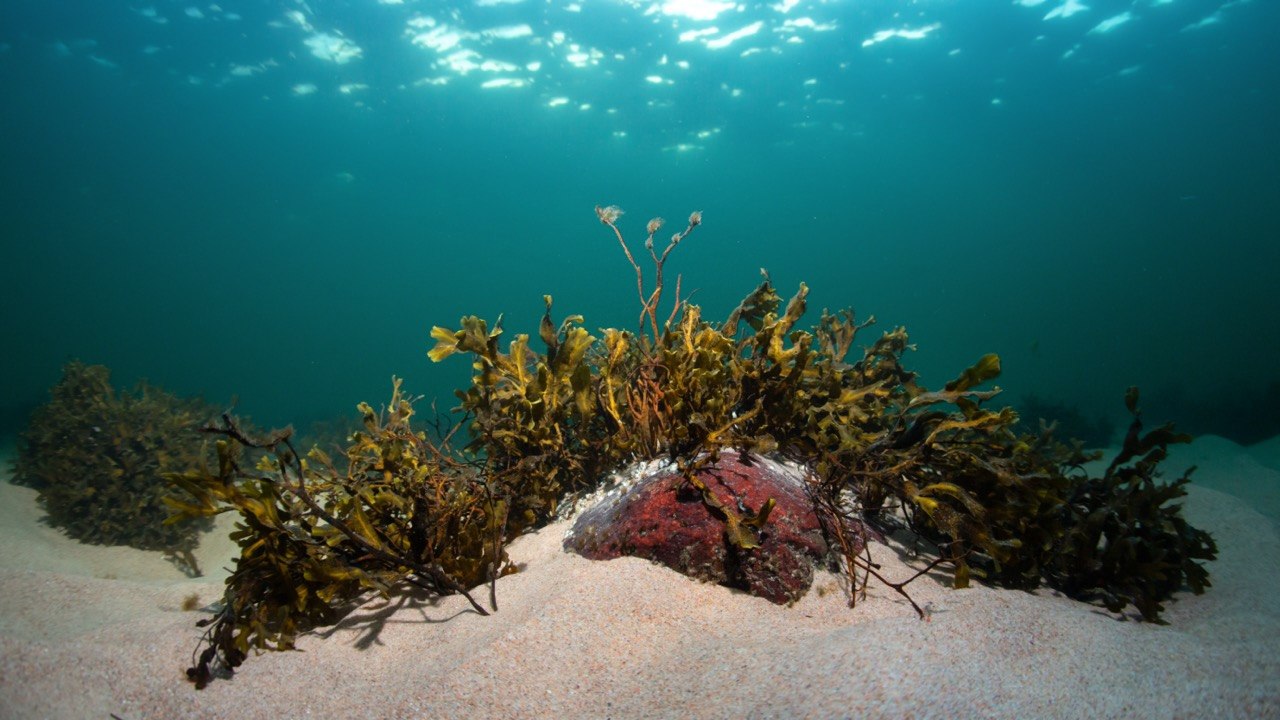 Algi brunatne Morza Bałtyckiego - morszczyn pęcherzykowaty // &copy; Pekka Tuuri