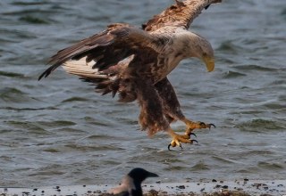 Volwassen zeearend, &copy; Kevin Hempel