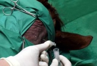 Veterinary clinic Alt-Sammit - Neurology // &copy; Tierklinik Alt-Sammit