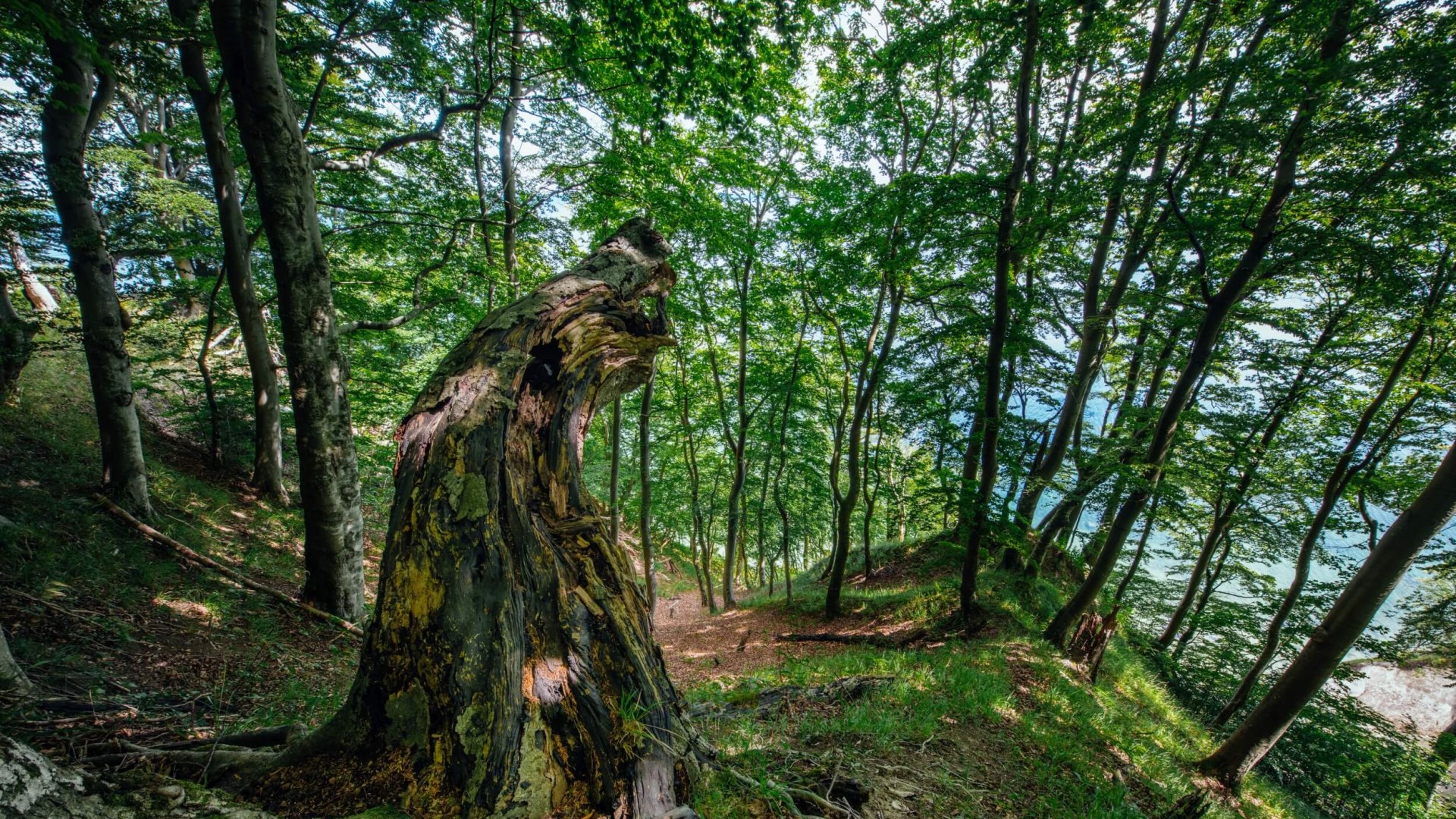 Uitzicht door het bos naar de krijtkust op Rügen.