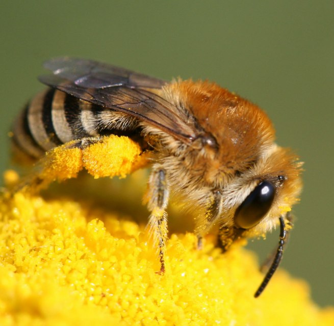 © Colletes sp / Hans Juergen Sessner