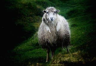 © Gudrun Koch © Gudrun Koch