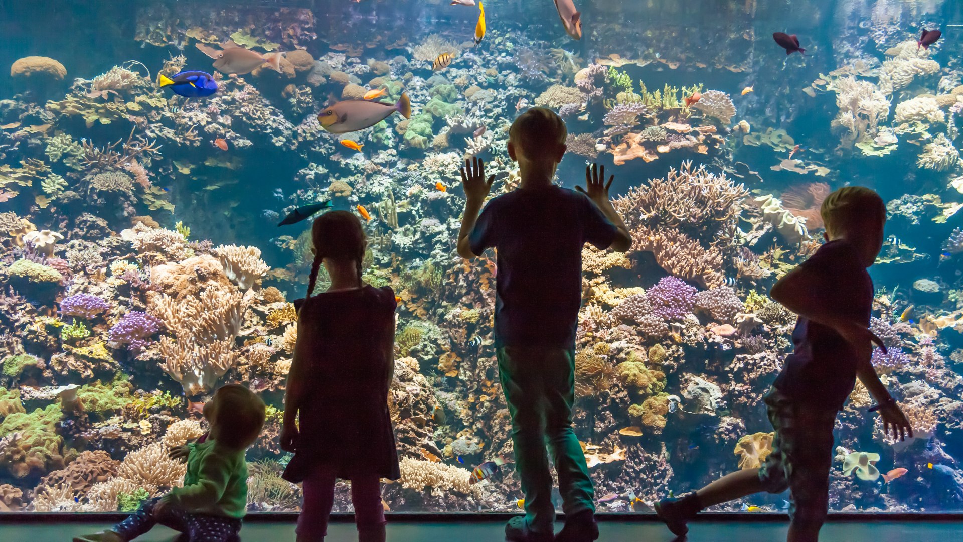 A large marine aquarium at Rostock Zoo with its colorful fish. Children stand in front of it and marvel.