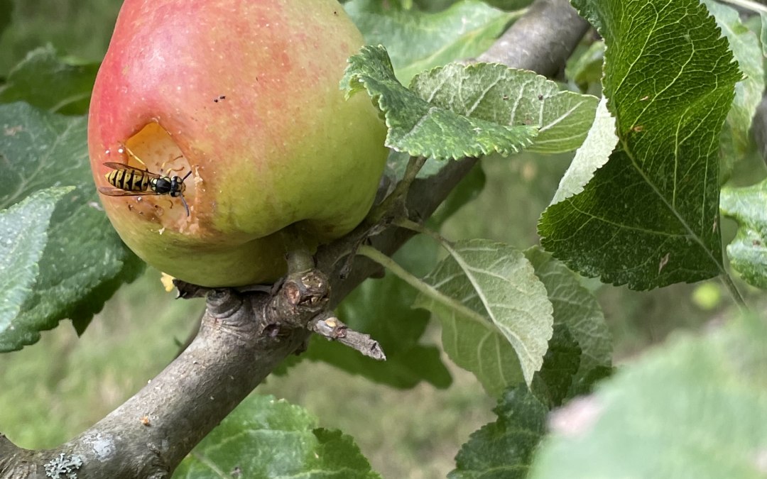 Apple, © Südliche Boddenküste