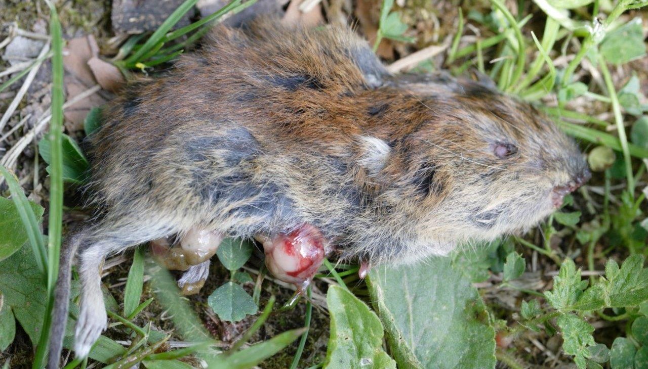 Tote_Maus_im_Leutratal_web, © Bild: Tote Rötelmaus im Leutratal. Foto: Factumquintus CC-by-sa 3.0/de