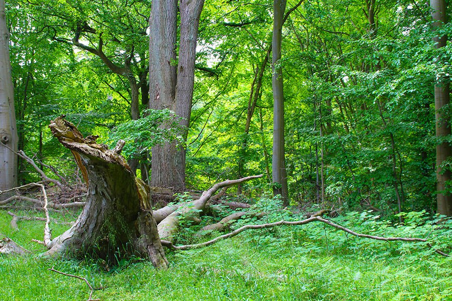 urwald-insel-vilm-fuehrungen, © Fahrgastreederei Lenz e.K