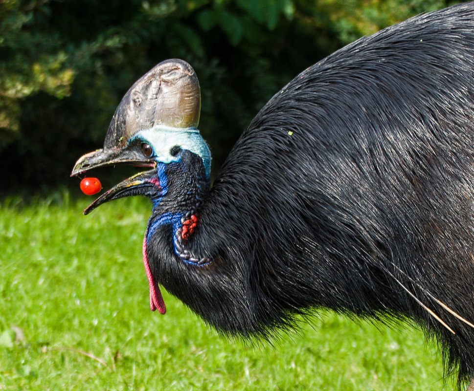 Kasuaris bij het eten van tomaten // © Vogelpark Marlow Kasuaris bij het eten van tomaten // © Vogelpark Marlow