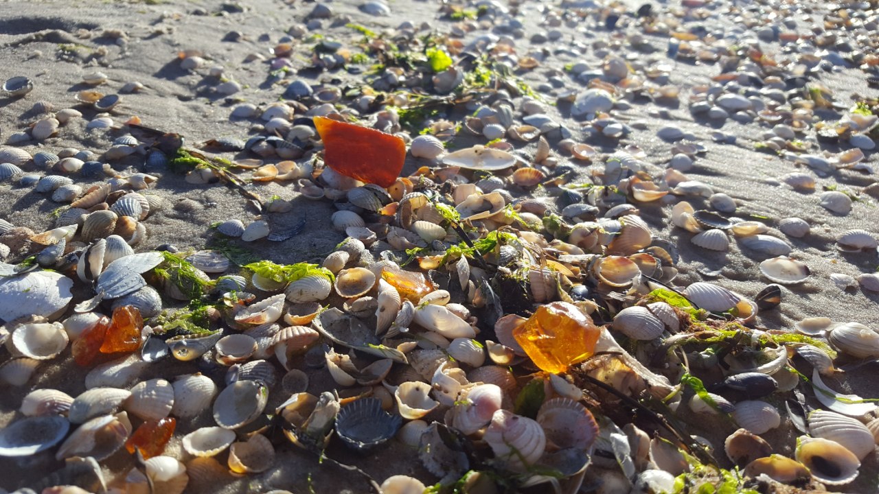 Wyszukiwanie bursztynu UV w ciemności, © Mitarbeiter3 Wyszukiwanie bursztynu UV w ciemności, © Mitarbeiter3