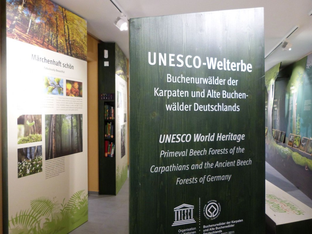 Wystawa Forum Światowego Dziedzictwa UNESCO, na której odwiedzający mogą dowiedzieć się między innymi o dawnych lasach bukowych. // © Gesine Häfner / Nationalpark-Zentrum KÖNIGSSTUHL Wystawa Forum Światowego Dziedzictwa UNESCO, na której odwiedzający mogą dowiedzieć się między innymi o dawnych lasach bukowych. // © Gesine Häfner / Nationalpark-Zentrum KÖNIGSSTUHL
