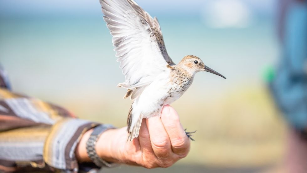 Vogels van dichtbij bewonderen, &copy; Liene Photografie Nadine Sorgenfried