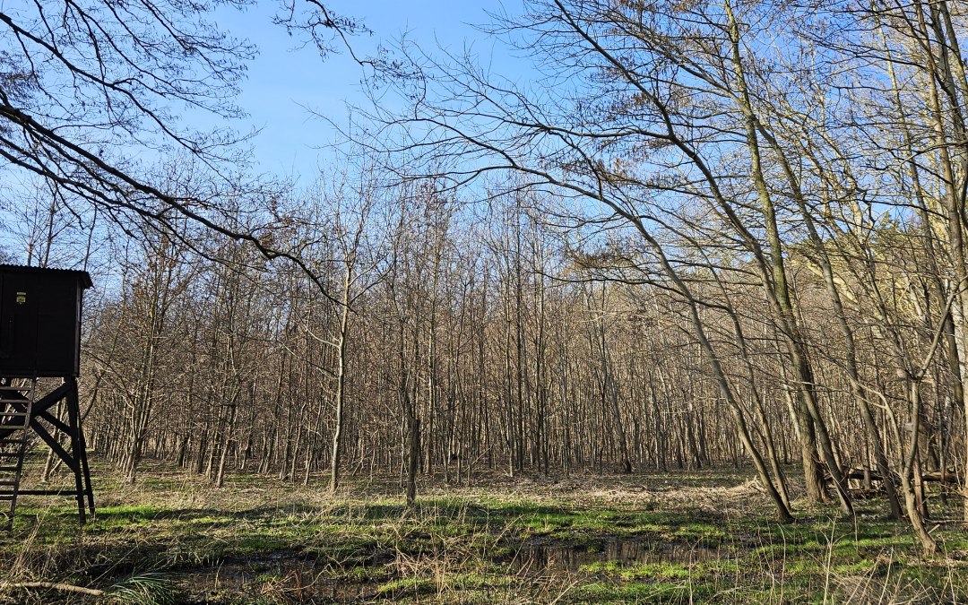 Sinds 2009 groeien er bomen in het klimaatbos Damerow (eiland Usedom)., © Landesforst MV