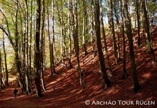 the approx. 9 m high rampart in the beech forest of Stubnitz // &copy; Arch&auml;o Tour R&uuml;gen