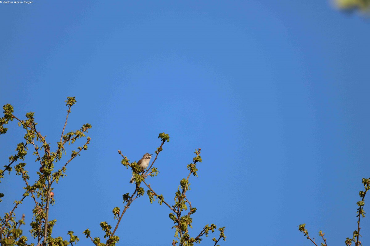 Het is lente en daarmee ook vogelgezang. Nu in de lente zijn onze zangvogels met een bijzondere intensiteit te horen, of ze nu een vrouwtje het hof maken of een territoriale claim consolideren.
Het onthouden van alle melodie&euml;n en ze dan toewijzen aan de juiste zanger is een uitdaging voor sommige natuurliefhebbers. De verschillende habitats waarin de soorten leven geven informatie over hun levenswijze. Om je vertrouwd te maken met de vogelgeluiden nodigt de vereniging Natuurpark Mecklenburgische Schweiz en Kummerow-meer je uit voor een vogelgeluidenwandeling. Deze wordt geleid door ornitholoog Peter Boje uit Teterow.
Het trefpunt is in Teterow op de parkeerplaats van restaurant "Hohes Holz". Vanaf hier is de wandeling ongeveer 3 kilometer. Een verrekijker is een must. // &copy; Gudrun Marin-Ziegler