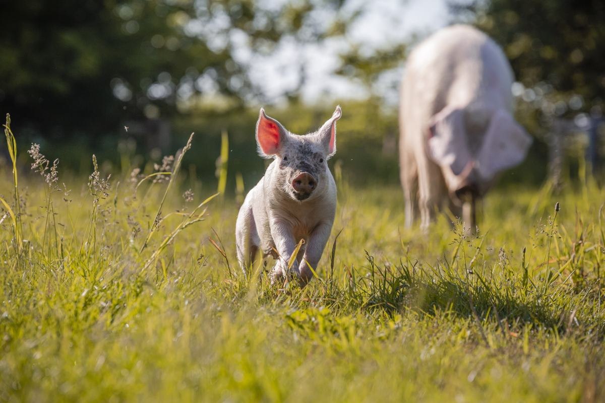 © Land der Tiere © Land der Tiere
