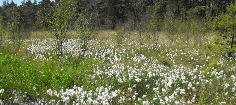 &copy; Stadtmarketing Ribnitz-Damgarten