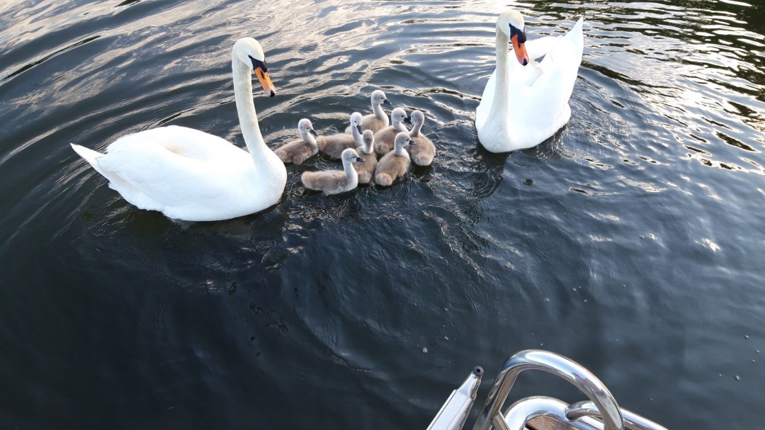 Up close and personal with animals, © Röbel-Boot