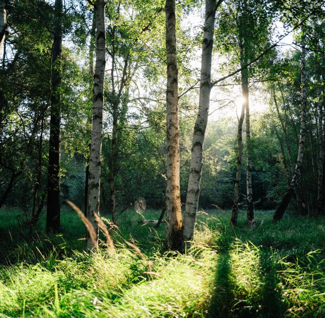 © Bernsteinstadt Ribnitz-Damgarten