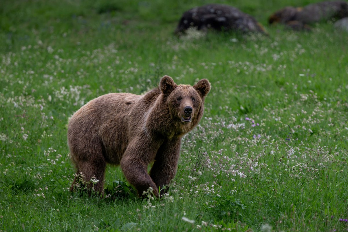 Brown bear Dasha in the B&Auml;RENWALD M&uuml;ritz // &copy; B&Auml;RENWALD M&uuml;ritz | Riccardo und Marie Maywald