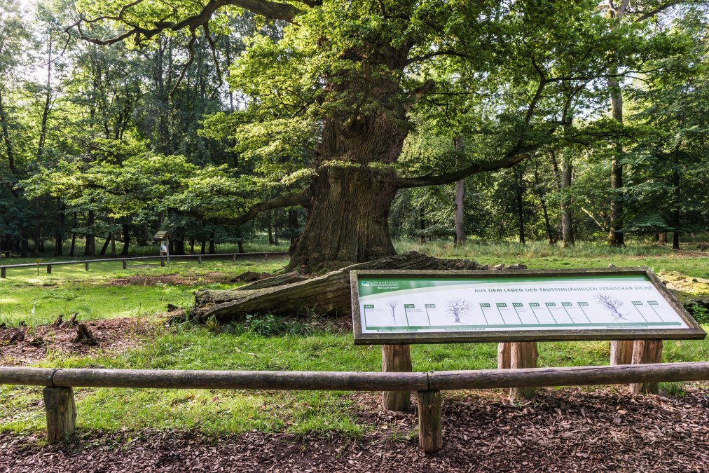 Wycieczki po obszarze leśnym Ivenacker Eichen, © TMV