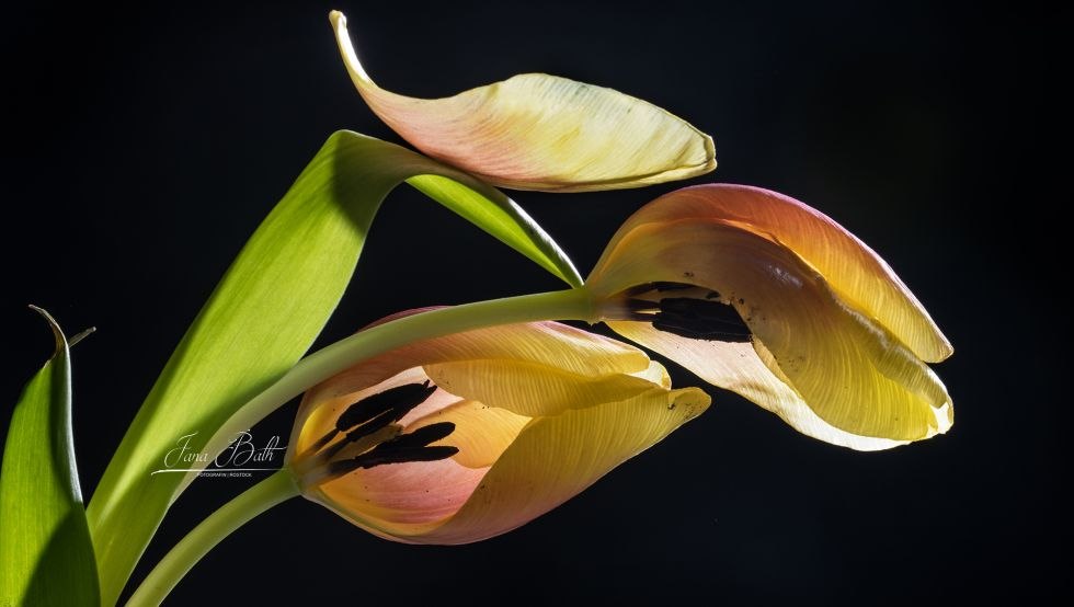 Dialogue, Photography, Tulips, © Jana Bath