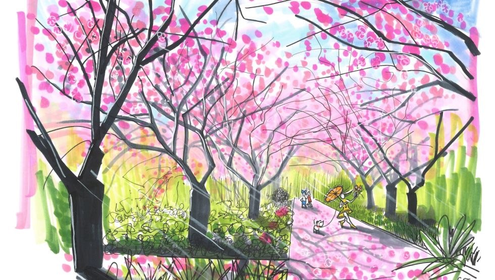 Cherry Blossom Botanical Garden Rostock, &copy; Sebastian Stave