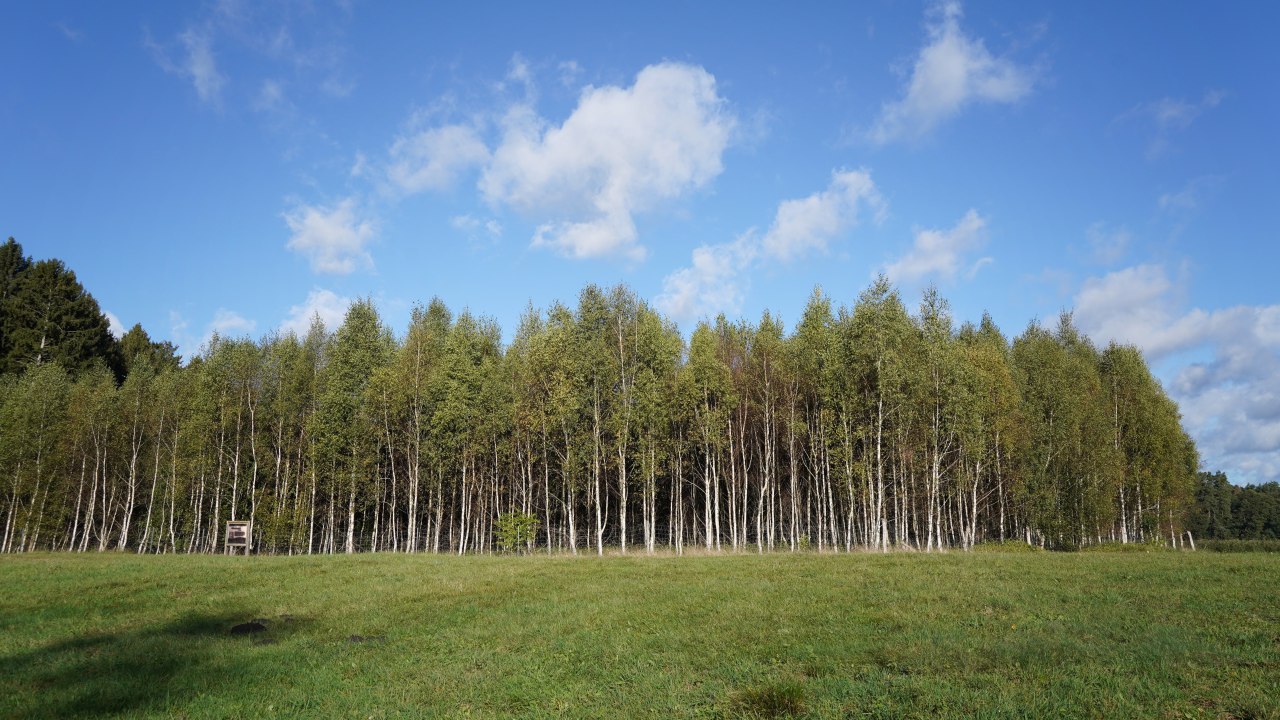 Klimatyczny las Mirow, &copy; Landesforst MV