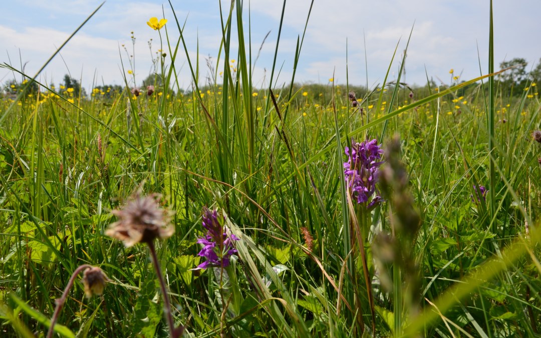 Het park is volledig toegankelijk via loopbruggen om de diversiteit van de weideplanten niet te vernietigen., © Kurverwaltung FSL