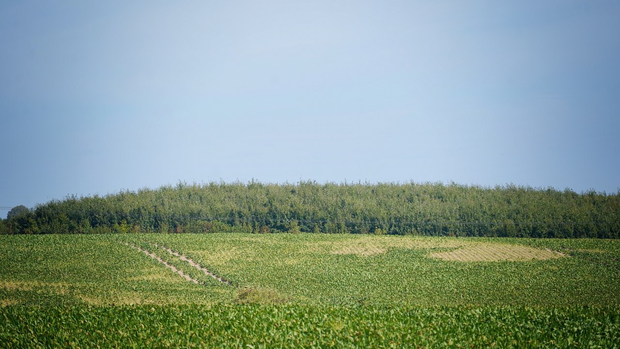 Klimawald Haren Steinfeld // &copy; Landesforst MV