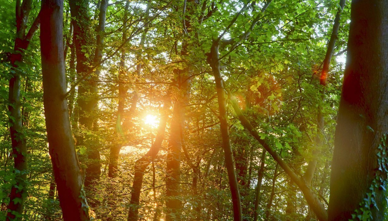 Forest bathing summer (c) Kurverwaltung Goehren Martin Stoever _07-2019_P5I1387_6_5_4_3_HDR projects-2, &copy; Kurverwaltung Goehren / Martin Stoever