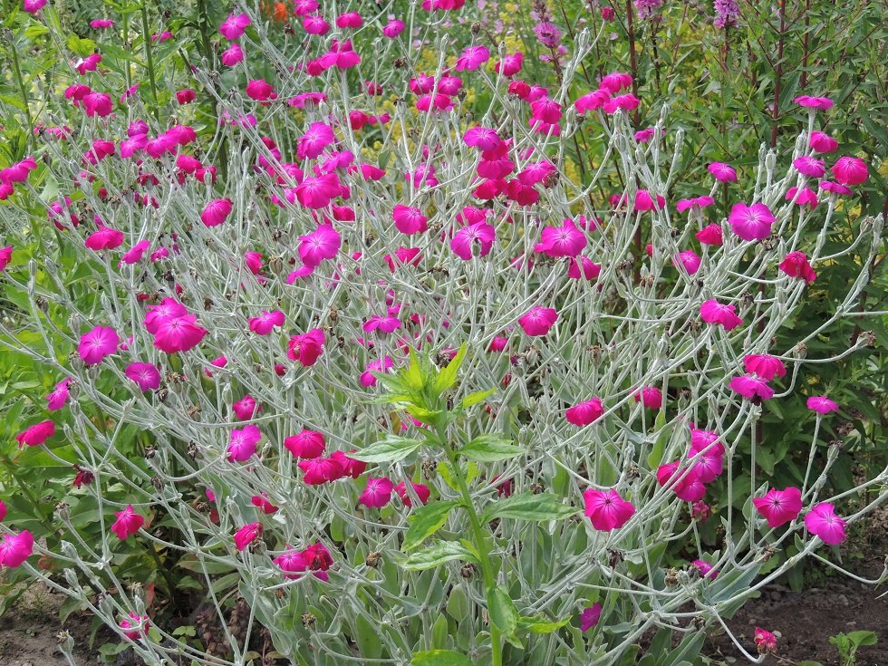 Bloeiende pracht in de showtuin // © Kurverwaltung Insel Poel Bloeiende pracht in de showtuin // © Kurverwaltung Insel Poel