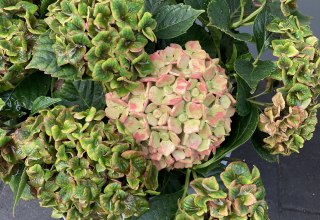 © Sabine Gogolin © Sabine Gogolin