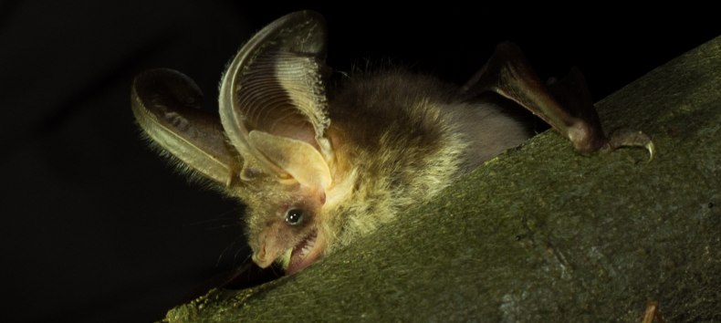 Gewone grootoorvleermuis, © Monika Lawrenz