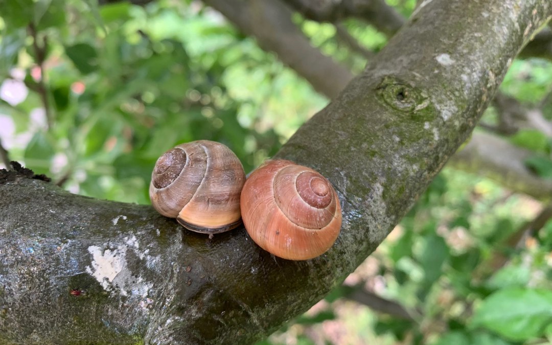 baenderschnecken-auf-dem-baum-atantje-joost-hirsekorn, © Antje Joost-Hirsekorn