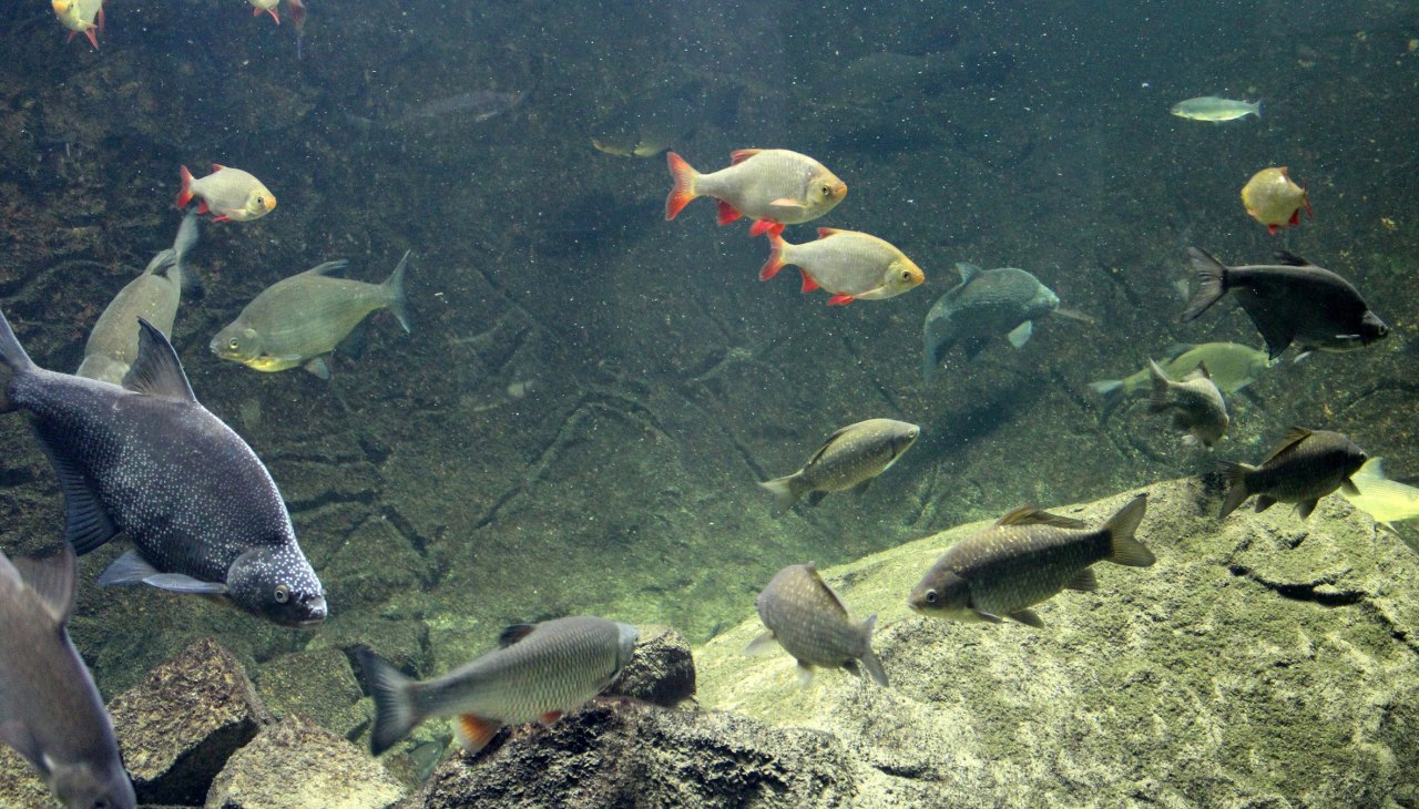 Aquarium landscape, &copy; Biosphaerium Elbtalaue