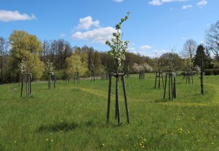 &copy; Streuobstwiesenfest NABU-Stiftung Nationales Naturerbe