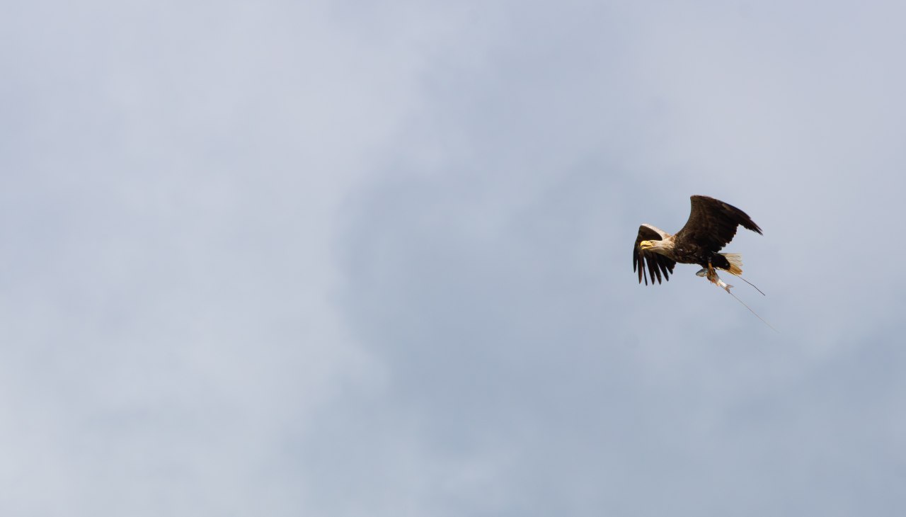 Zeearend met prooi, © Vogeltouren MV