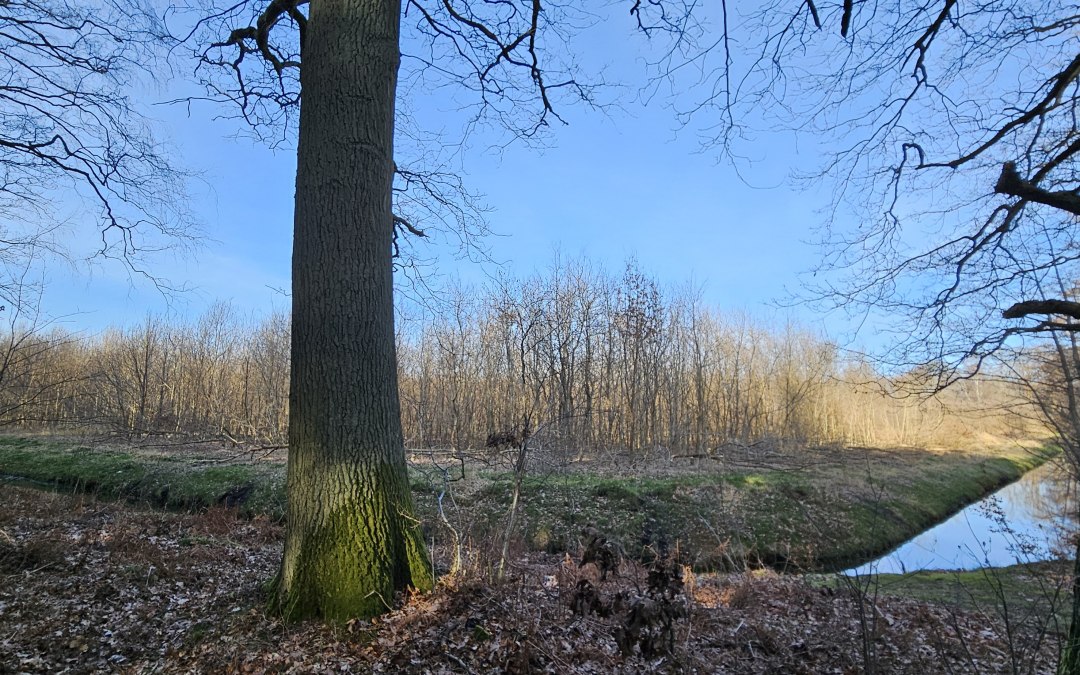 Sinds 2011 groeien er bomen in de Klimawald Koserow (eiland Usedom)., © Landesforst MV